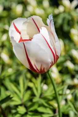 Tulip with blooming flower. Blossom spring season. Flowering nature. Tulip flower. Beautiful spring Holland tulip flower on flowerbed. Tulip flower in spring bloom. Spring nature. clipart