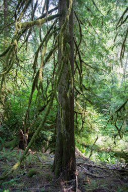 Hoh Rainforest. Moss covered tree branch in Hoh Rain Forest. Tree branch with moss in Hoh rainforest. clipart