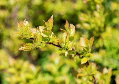 Baharda doğa. Filipendula. Makroda Filipendula. Filipendula takımında yeşil yaprak. Bahar doğasında yeşil yaprak ve parlak yapraklar. Yeşil ortam.