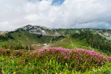 Orman doğası. Dağ kırsalında doğa. Dağ manzaralı bir yer. Manzara sonbahar kırsalında. Ormanlı Tahoma Dağı manzarası. Rainier Dağı dağ manzarası. Seçici odak.