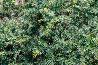 Taxus baccata. Porsuk yeşili çalılık arka plan. Kozalaklı köknar porsuğu. Evergreen porsuk bitkisi ya da Taxus.