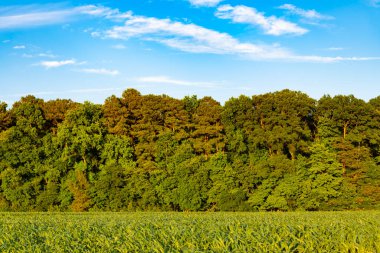 Yazın yeşil orman manzarası. Karışık ormanın doğası. Parktaki çayır manzarası. Yaz parkı doğası. Ormanın manzaralı manzarası. Halk parkı. Ormanın ve tarlanın doğası.