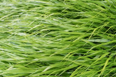 Yeşil çimenler. Doğa geçmişi. Yeşil doğa ve çimenlik bitki. Çimenli çimenli yaz çayırı. Taze doğa geçmişi. Çayırlık çayır.