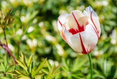 Tulip flower in spring bloom. Spring nature. Tulip with blooming flower. Blossom spring season. Flowering nature. Tulip flower. Beautiful spring tulip flower on flowerbed. Copy space. clipart