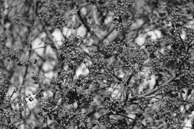 Böğürtlen dallı ve gökyüzü arka planlı rowan ağacı.