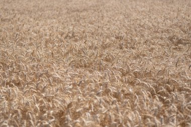 Organik gıda ekimi. Çavdarlı yaz tarlası. Olgun çavdar tarlasında hasat edilmeyi bekliyor. Çavdar mahsulü. Buğday hasadı. Tahıl tarımı ile tarlada tarım. Ekinler hasat ediliyor.