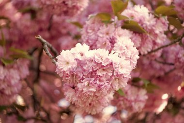 pink sakura flower on blooming spring tree. sunny day.