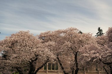 sakura tree bloom at buildings on blue sky background.