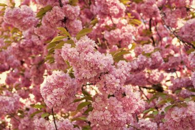 Çiçek açan bahar ağacında pembe sakura çiçeği. kiraz çiçeği..