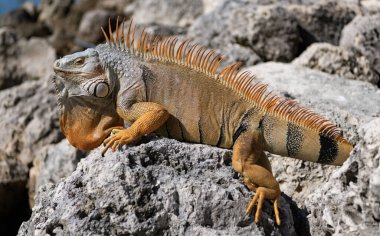 Egzotik sürüngen hayvanı. Vahşi yaşam hayvanı. Vahşi iguana kertenkelesi. Taşta iguana kertenkelesi var. Egzotik iguana sürüngeni. Tropik sürüngen.