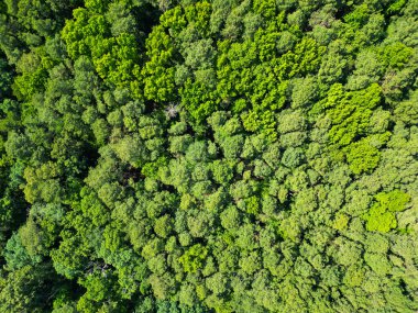 Yağmur ormanlarının ekosistemi ve sağlıklı bir çevre. Orman doğası geçmişi. Ormanda büyüyen ağaç. Doğa manzarası. Baharda ormanın manzarası. Yaz havası manzaralı yeşil orman. Doğal mucize..