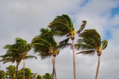 Palmiye ağacıyla tropik rüzgarlı hava. Fırtına rüzgarı. Egzotik doğa. Rüzgarlı havada palmiye ağacı. Florida 'nın güney sahilinde kasırga. Kasırgada palmiye ağacı. Miami 'deki tropik plaj.