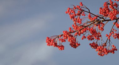 Böğürtlen ve gökyüzü arkaplanı.