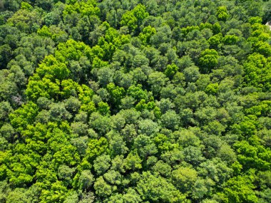 Yağmur ormanlarının ekosistemi ve sağlıklı bir çevre. Orman doğası geçmişi. Yeşillik ormanda büyüyen ağaç. Doğa manzarası. Baharda ormanın manzarası. Yaz havası manzaralı yeşil orman. Çevre.