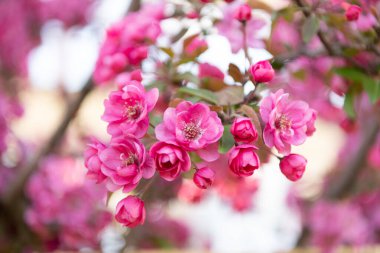 Pembe bahar sakura çiçeğinin fotoğrafı. Bahar zamanı sakura çiçeği. Bahar mevsimi sakura çiçeği. Bahar geldi Sakura dalda çiçek açıyor..