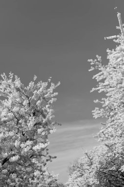 Sakura ağacının pembe çiçekleri tam bahar çiçeklenir. mavi gökyüzü.