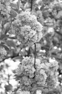 pink japanese cherry flower on blossoming spring tree.