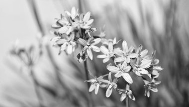 onion flower plant with purple bloom, selective focus. clipart