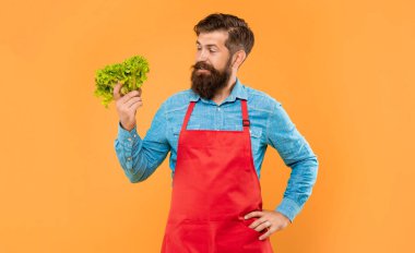 Happy man in apron looking at fresh leaf lettuce yellow background, greengrocer.