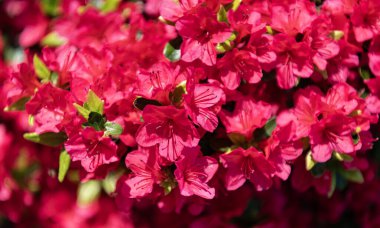 Flora Doğa. Parlak açelya çiçeği doğada. Azalea çiçeği. Çiçek açan doğa yakın plan. Çiçekli açelya bitkisinin makrosu. Egzotik çiçek. Doğal çiçek bitkisi. Canlı yapraklar..