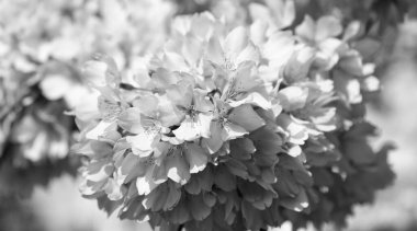 Japon kiraz çiçekleri. Sakura ağacı. Tam bahar çiçekleri..