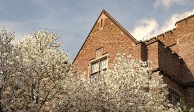 Seattle 'daki Washington Üniversitesi binası. Baharın açtığı güneşli bir gün Sakura ağacı.