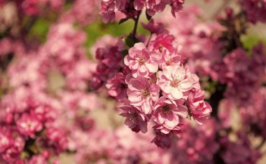 Çiçek açan baharda, pembe kiraz ağacı çiçeği. Boşluğu kopyala.