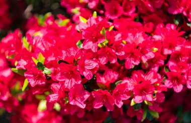 Doğal çiçek bitkisi. Flora Doğa. Parlak açelya çiçeği doğada. Azalea çiçeği. Çiçek açan doğa yakın plan. Çiçekli açelya bitkisinin makrosu. Egzotik çiçek. Çiçek açan.