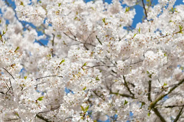 Çiçek açan Sakura. Sakura çiçeği ve çiçek. Güzel bir bahar sezonu. Mavi gökyüzüne karşı pembe Sakura çiçeği. Bahar doğası. Çiçekli Sakura ağacı. Kiraz ağacı yaprakları.