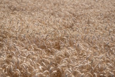 Yazın hasat zamanı. Olgun buğday hasadıyla tarım tarlası. Kır çiftçiliği. Arpa taneciği ve dikenli diken. Buğday kulağı geçmişi. Olgun arpa tarlası. Arpa hasadı.