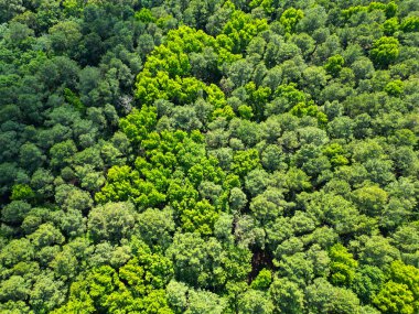 Bereketli ormanlarda yeşil ağaçlı yaz manzarası manzaralı gökyüzü yağmur ormanları ekosistemi ve sağlıklı çevre arka planı.