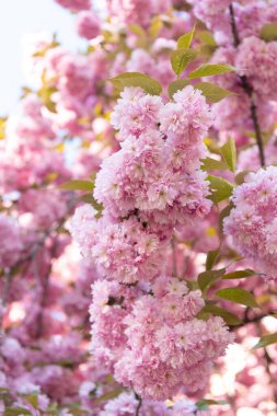güzel pembe Japon kiraz çiçeği çiçek açan bahar ağacında.