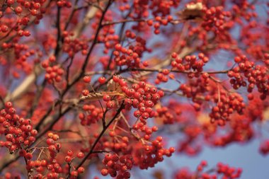 Kırmızı böğürtlen dalına sahip rowan ağacı.
