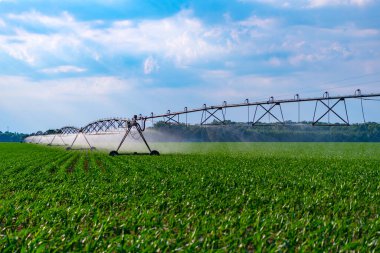 Tarım ve tarımda kullanılan damlama sulama sistemiyle ekin tarlasını sulama..