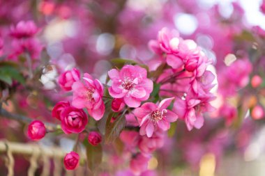 Dalda açan güzel bir bahar sakura 'sı. İlkbahar Sakura çiçeğinin fotoğrafı. Bahar zamanı sakura çiçeği. Bahar mevsimi sakura çiçeği.