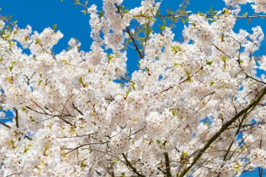 Sakura çiçeği ve çiçek. Güzel bir bahar sezonu. Mavi gökyüzüne karşı pembe Sakura çiçeği. Bahar doğası. Çiçekli Sakura ağacı. Çiçek açan Sakura. Kiraz ağacı bulvarı.