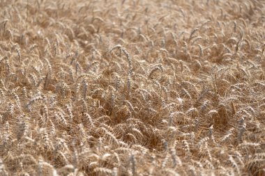 Buğday kulağı geçmişi. Olgun arpa tarlası. Arpa hasadı. Yazın hasat zamanı. Olgun buğday hasadıyla tarım tarlası. Kır çiftçiliği. Emek hasat ediyorum. Arpa taneleri ve dikenler..