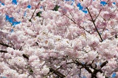 Güzel bahar mevsiminde çiçek açan Sakura ağacı mavi gökyüzüne karşı.