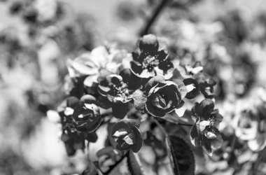 Çiçek açan bahar ağacında pembe sakura çiçeği. sakura kokusu..