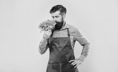 Man in apron smelling fresh leaf lettuce yellow background, greengrocer.