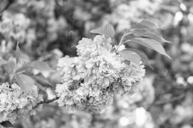 Çiçek açan bahar ağacında pembe sakura çiçeği. Çiçekler..