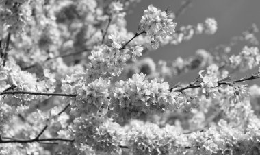 Japon kiraz çiçekleri tam bahar çiçekleri..