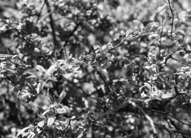 Baharda çiçek açan sakura ağacının kırmızı çiçekleri.