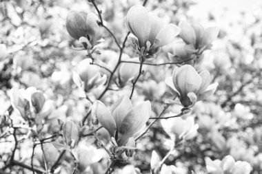 Baharda çiçek açan manolya ağacının pembe çiçekleri.