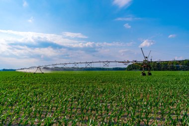 Ekin sulama. Tarım ve tarım. Kırsal kesimdeki tarımsal tarlaları sulama sistemi. Organik sebze çiftliği. Su fıskiyesi sulama alanı. Damlatma sulama sistemi. Mevsimlik mahsul.