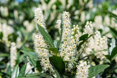 Çiçek açan doğa yakın plan. Çiçekli kiraz defne bitkisi. Egzotik çiçek. Doğal çiçek bitkisi. Flora Doğa. Doğadaki parlak defne çiçeği. Kuru erik çiçeği. Egzotik çiçekler.