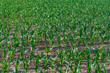 Hasat ve tarım. Çiftlikteki ekin ekimi. Hasat zamanı. Mısır hasadıyla hasat. Tarım ve ekin. Tarım tarlasında yeşil ekin bitkisi.