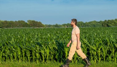 Arazi ve tarım. Mısır tarlasında çiftçi. Hasat mahsulü. Mısır tarlası çiftçisi. Tarımsal mısır tarlası hasat mevsimi, kopyalama alanı. Ekin tarlasında hasat yapan adam. Tarladaki hasatçıyı.