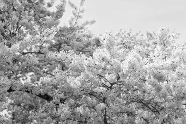 Bahar sakura sezonu başladı. Baharda Sakura mevsiminin görüntüsü. Lanet sakura mevsimi. bahar sakura sezonu.