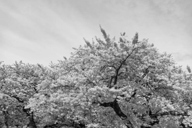 Gökyüzü zemininde sakura çiçeği ağacı fotoğrafı. Baharda sakura çiçeği. Sakura çiçeği doğası. Baharda kiraz çiçeği açar..